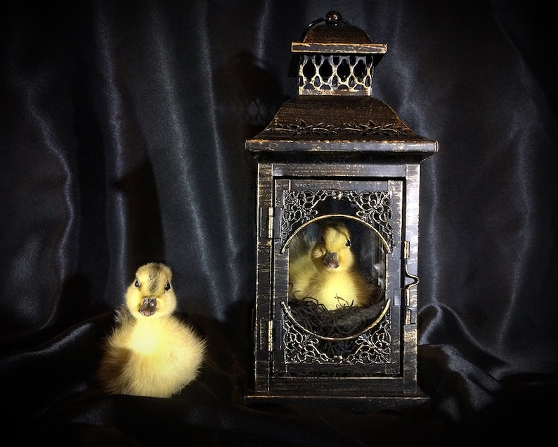 Taxidermy Duckling Lantern // Taxidermy Duck // Curiosities // Halloween Decoration // Oddities // Gothic Decor // Baby Duck image 9