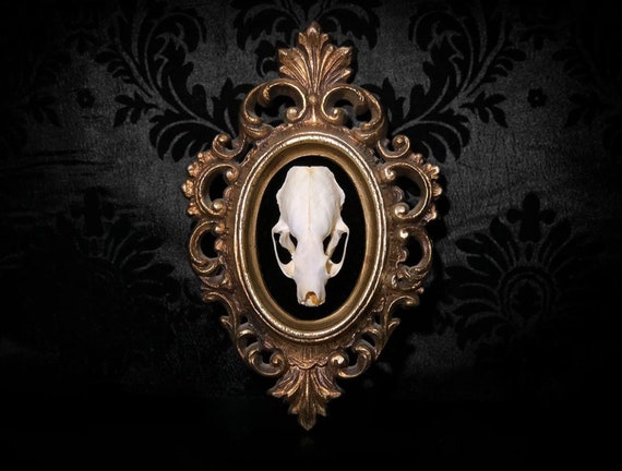 Custom Taxidermy Mink Skull in Gold Vintage Frame Gothic - Etsy