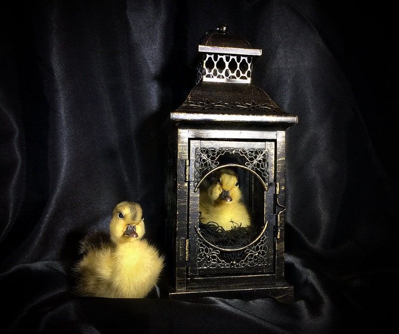 Taxidermy Duckling Lantern // Taxidermy Duck // Curiosities // Halloween Decoration // Oddities // Gothic Decor // Baby Duck image 5