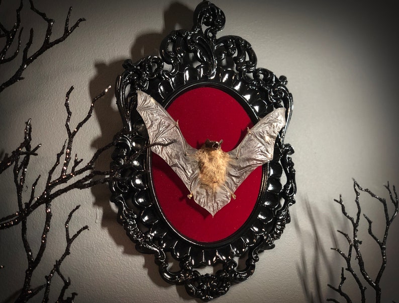 Taxidermy Bat on Black Vintage Frame Red Gothic Home Decor | Etsy