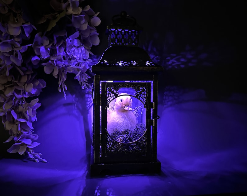 Taxidermy Duckling Lantern // Taxidermy Duck // Curiosities // Halloween Decoration // Oddities // Gothic Decor // Baby Duck image 3