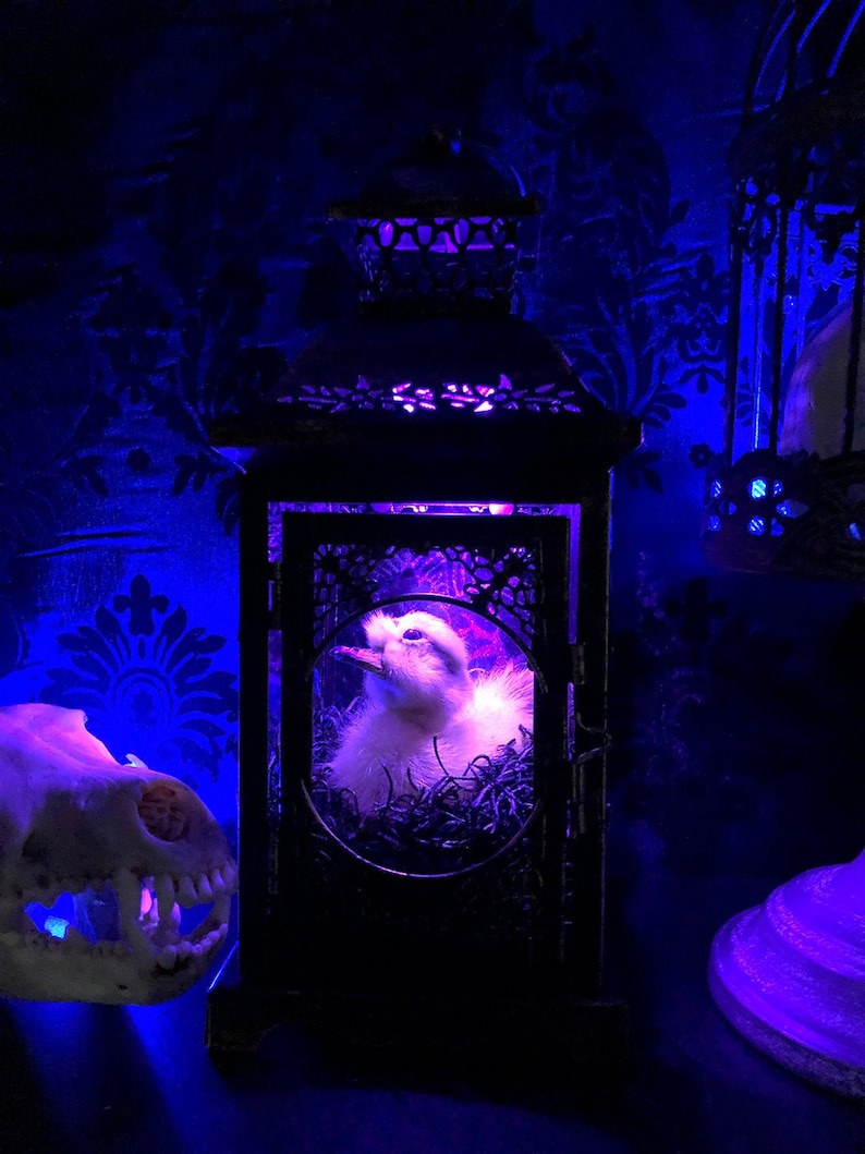 Taxidermy Duckling Lantern // Taxidermy Duck // Curiosities // Halloween Decoration // Oddities // Gothic Decor // Baby Duck image 1
