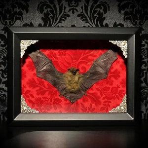 Custom 6x8 Taxidermy Bat Shadowbox with Bamboo Bat Gothic Home Decor Halloween Decoration image 4