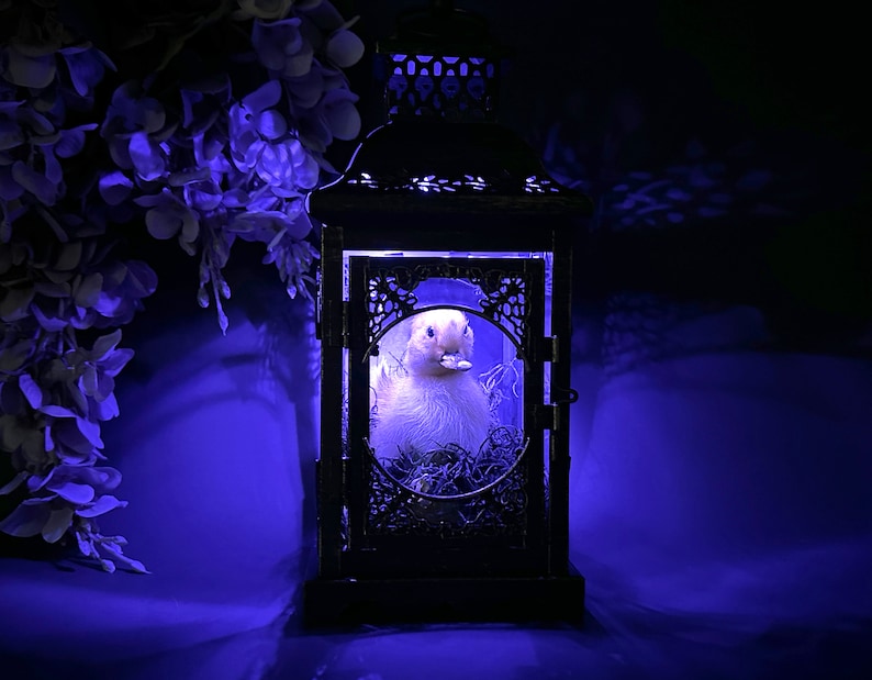 Taxidermy Duckling Lantern // Taxidermy Duck // Curiosities // Halloween Decoration // Oddities // Gothic Decor // Baby Duck image 10