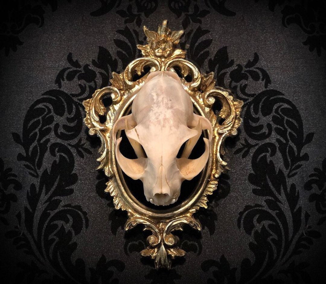 Unknown Small Bobcat Skull in Gold Vintage Frame - Gothic Home Decor - Taxidermy Art - Gothic Gift - Victorian Wall Art - Taxidermy Art