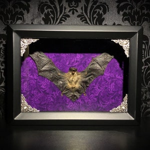 Custom 6x8 Taxidermy Bat Shadowbox with Bamboo Bat Gothic Home Decor Halloween Decoration image 5