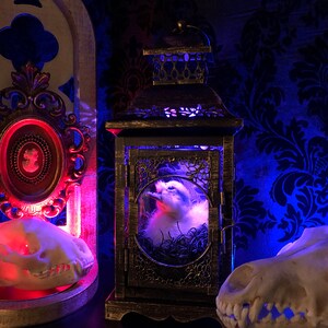 Taxidermy Duckling Lantern // Taxidermy Duck // Curiosities // Halloween Decoration // Oddities // Gothic Decor // Baby Duck image 7