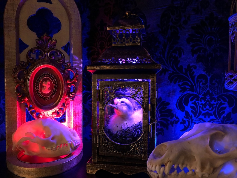 Taxidermy Duckling Lantern // Taxidermy Duck // Curiosities // Halloween Decoration // Oddities // Gothic Decor // Baby Duck image 7