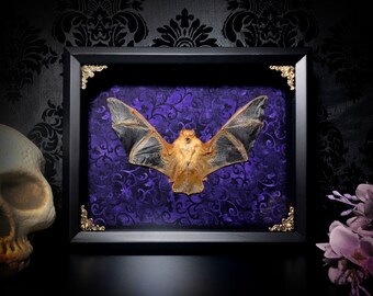 Large 11x9 Yellow Taxidermy Bat Shadowbox on Purple- Kerivoula Picta - Gothic Home Decor- Oddities and Curiosities