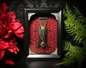 Taxidermy Bat Shadowbox with Red Flower Damask - Real Bat - Gothic Gift - Bat Gift - Gothic Home Decor - Tattoo Shop Decoration