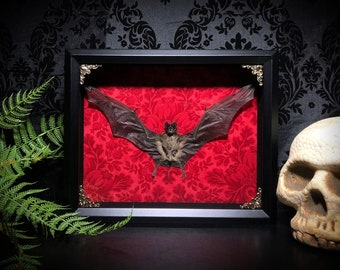 Custom 11x9 Taxidermy Bat Shadowbox - Gothic Home Decor- Halloween Decoration