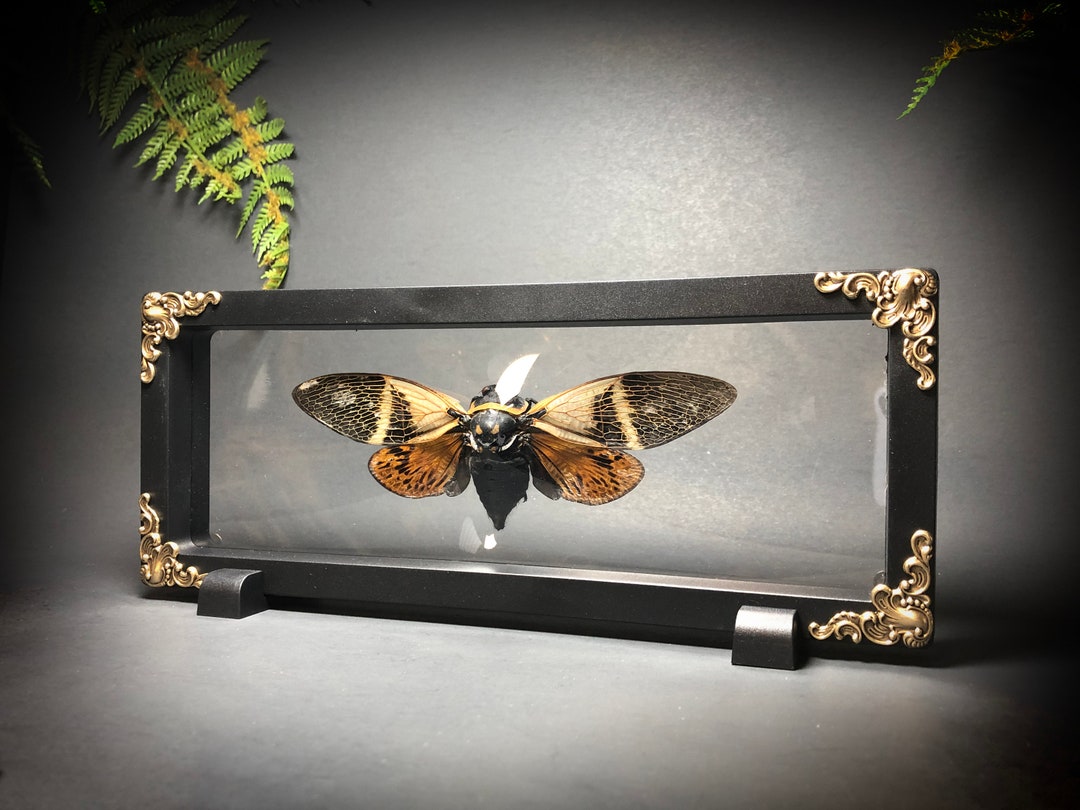 Large Orange and Black Cicada in Floating Frame - Gothic Home Decor - Taxidermy - Mounted Insect - Entomology - Gothic Gift - Curiosities