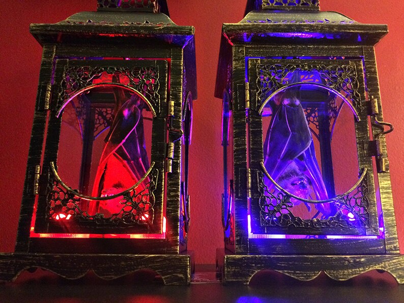 Light Up Taxidermy Bat Lantern // Halloween Decoration // Real Bat // Oddities // Bat Decoration // Gothic Home Decor // Bat Gift image 7