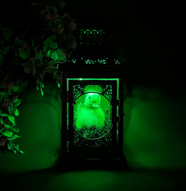 Taxidermy Duckling Lantern // Taxidermy Duck // Curiosities // Halloween Decoration // Oddities // Gothic Decor // Baby Duck image 6