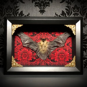 Custom 6x8 Taxidermy Bat Shadowbox with Bamboo Bat Gothic Home Decor Halloween Decoration image 7