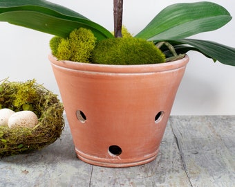 May include: A terracotta pot with drainage holes, filled with green moss and a potted orchid plant with green leaves.