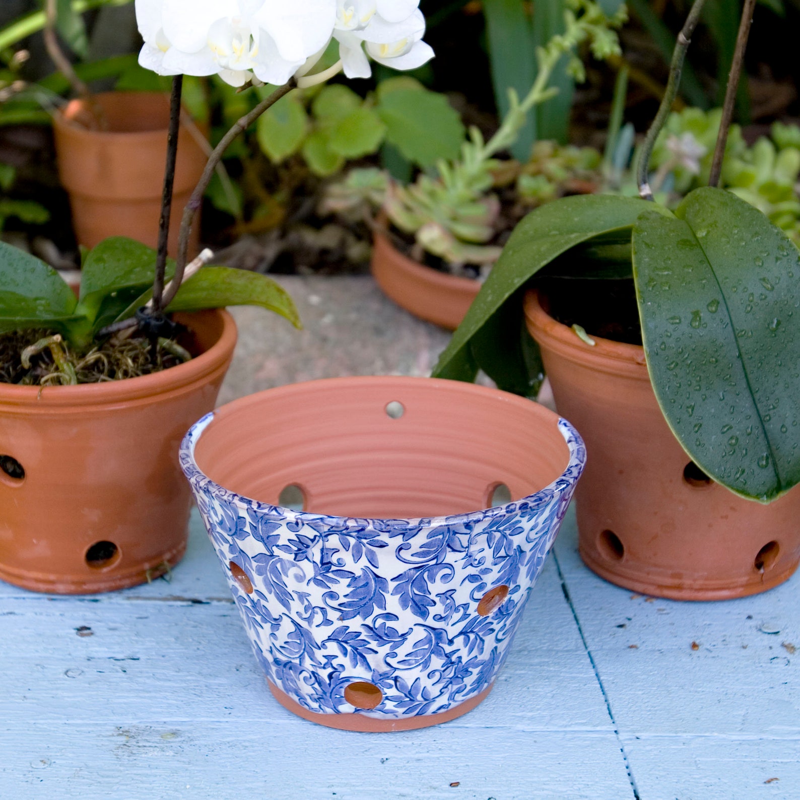 Terra Cotta Orchid Pot With Blue and White Leaf Etsy