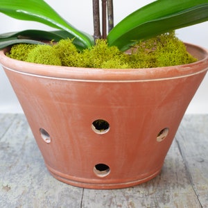 May include: A terracotta orchid pot with drainage holes. The pot is filled with green moss and has a white rim.