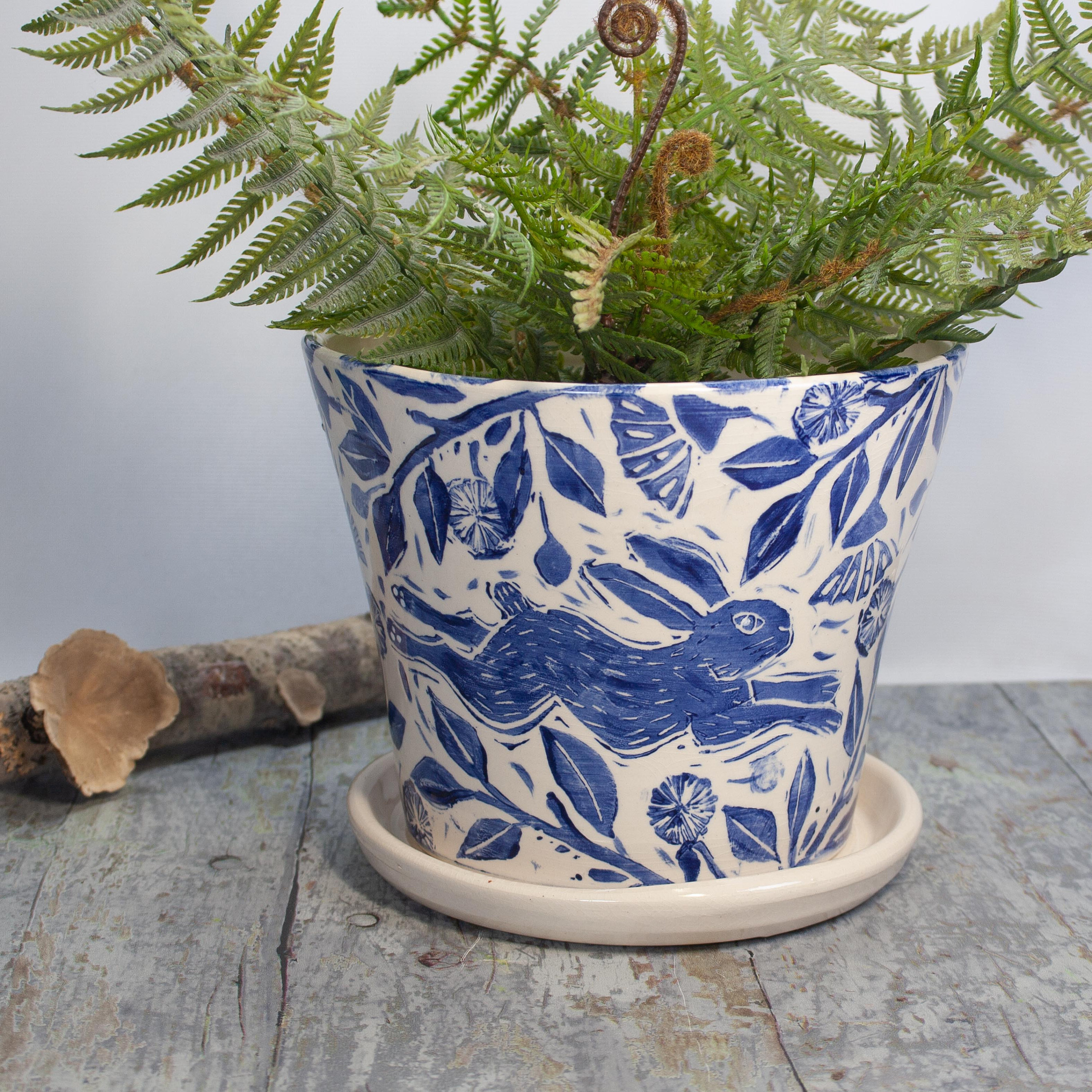 aloe vera plant buy Aloe Vera Plant - 5 Gal