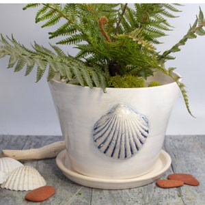 May include: A white ceramic flower pot with a blue and white seashell design. The pot contains green plants and sits on a matching saucer. The pot is on a weathered wooden surface.