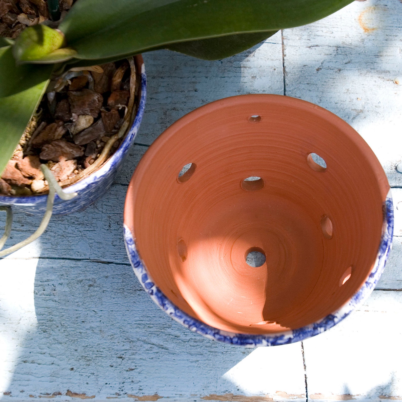 Terra Cotta Orchid Pot With Blue and White Leaf Etsy