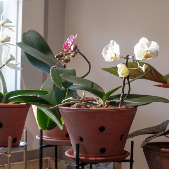 Handmade Terracotta Orchid Planter: Large Wheel Thrown Pot With