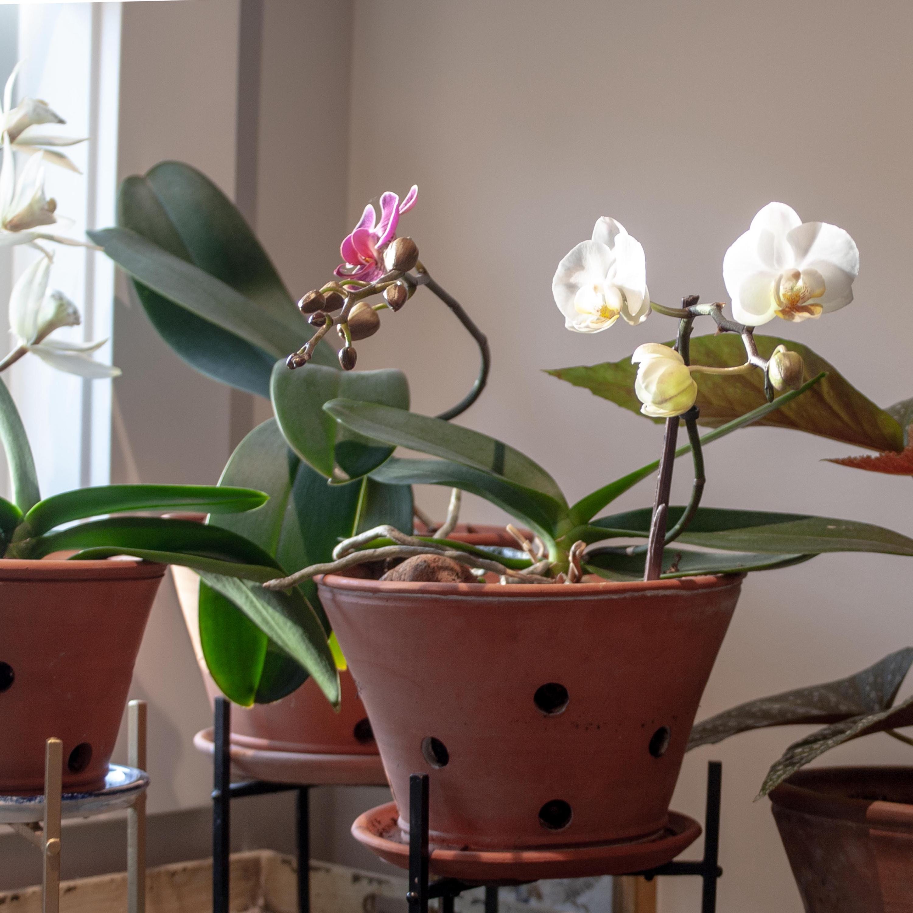 Handmade Terracotta Orchid Planter: Large Wheel Thrown Pot With