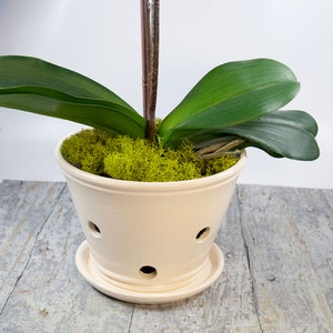 Handmade Orchid Planter with Saucer: 6 Inch Ivory Ceramic Pot
