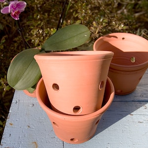 May include: Three terracotta orchid pots with drainage holes are stacked on a weathered blue surface. The pots are a warm reddish-brown color. An orchid plant with green leaves and purple flowers is visible in the background.
