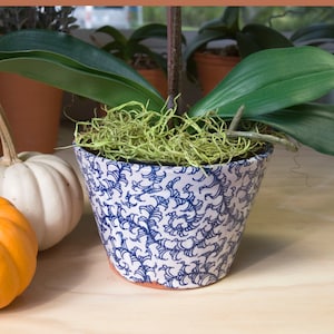 May include: A white ceramic orchid pot with a blue floral pattern. The pot is filled with green moss and a potted orchid plant.