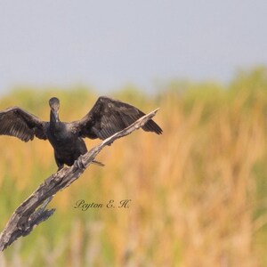 Double-Crested Cormorant | Wildlife Photography | Fine Art | Wall Decor | Waterfowl | Florida | Instant Digital Download