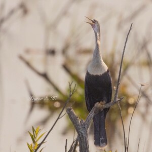Anhinga | Wildlife Photography | Nature | Bird | Florida | Wall Decor | Fine Art | Instant Digital Download