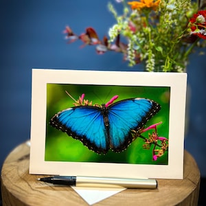 Michigan Nature Blue Butterfly Greeting Card 5.5x7.5 BLANK Inside - Detroit Zoo