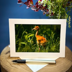 Michigan Nature Baby Crane Bird Greeting Card 5.5x7.5 BLANK Inside - Kensington Park