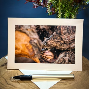 Michigan Chipmunk Nature Greeting Card 5.5x7.5 BLANK Inside - Kensington Park