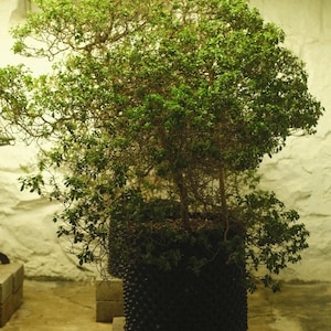 May include: A large, leafy green plant in a textured black pot, set on a concrete block. The plant has a dense, rounded shape with many small branches and leaves. The background is a light-colored wall.