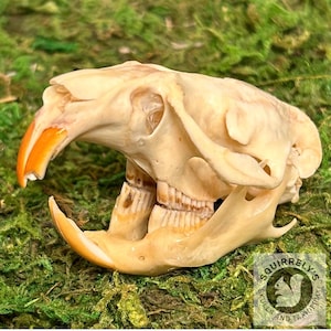 Véritable crâne de rat musqué naturel de source éthique