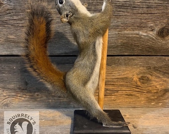 Pole Dancing Squirrel Taxidermy Oddity Home Décor - Clementine