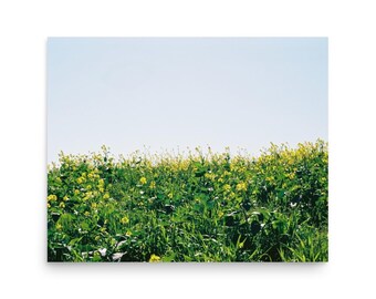 Kalifornische Wildblumenfeld Druck – Frühlingsfilm Fotografie
