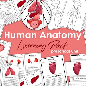 Anatomy Learning Pack | Human Organs Study | Worksheets and Activities | Educational Resources | Homeschool Printables | Anatomy Busy Book