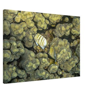 Golden Butterflyfish Amongst Lush Hawaiian Coral Reef Tropical Dreams Fine Art Underwater Photography Canvas Print