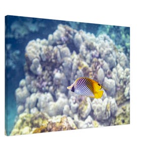 Sunlit Butterfly Fish in Hawaiian Ocean Coral Reef Underwater Nature Tropical Dreams Fine Art Photography Canvas Print