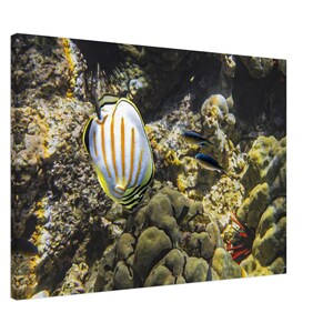 Colorful Butterflyfish Coral Reef Scene Hawaii Tropical Dreams Underwater Photography Vibrant Ocean Fine Art Canvas Print