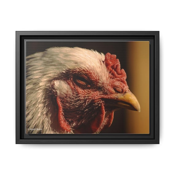 Colorful Chicken Wall Art, Framed Matte Canvas Print, Kitchen Decor, Farmhouse Wall Art, Gift for Chicken Lovers, Rustic Home Decor