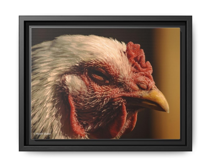 Colorful Chicken Portrait: Framed Farmhouse Canvas Print.