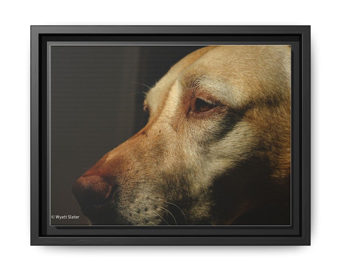 Framed Dog Portrait Canvas: Serene Pet Wall Art.