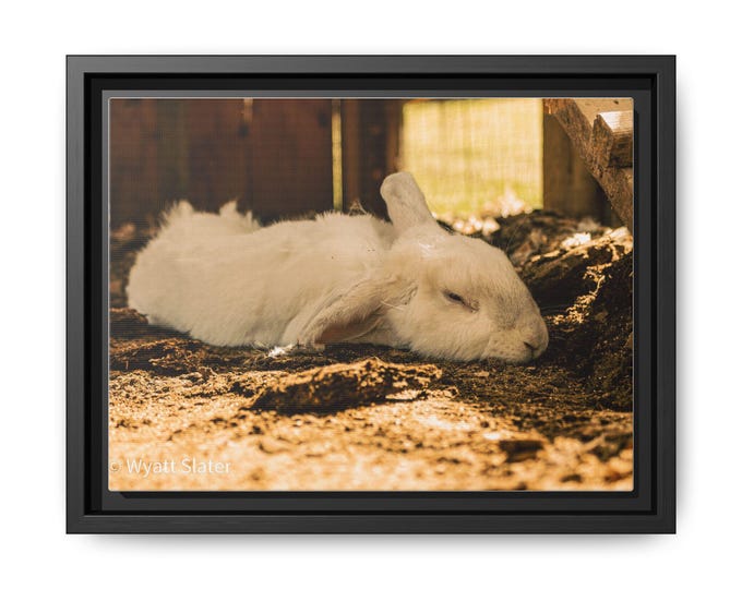 Framed Rabbit Canvas Print: Cozy Home Gallery Wall Art.