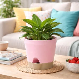 May include: A potted plant with vibrant green leaves sits in a two-tone pink and tan planter. The planter is on a woven mat atop a wooden table. The background includes a white sofa with colorful pillows.