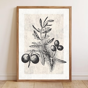 Vintage Olive Branch Botanical Print, Rustic Farmhouse Kitchen Wall Art, Black and White Nature Illustration, Mediterranean Home Decor