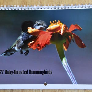2027 Wall Calendar Original Photography Hummingbird Calendar Minnesota Hummingbirds Ruby Throated Hummingbird Nature lover Bird lover gift